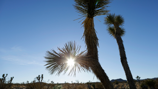 Reading Product Plugs From Joshua Tree Helped Me Understand My Industry's Twisted Heart<em></em>
